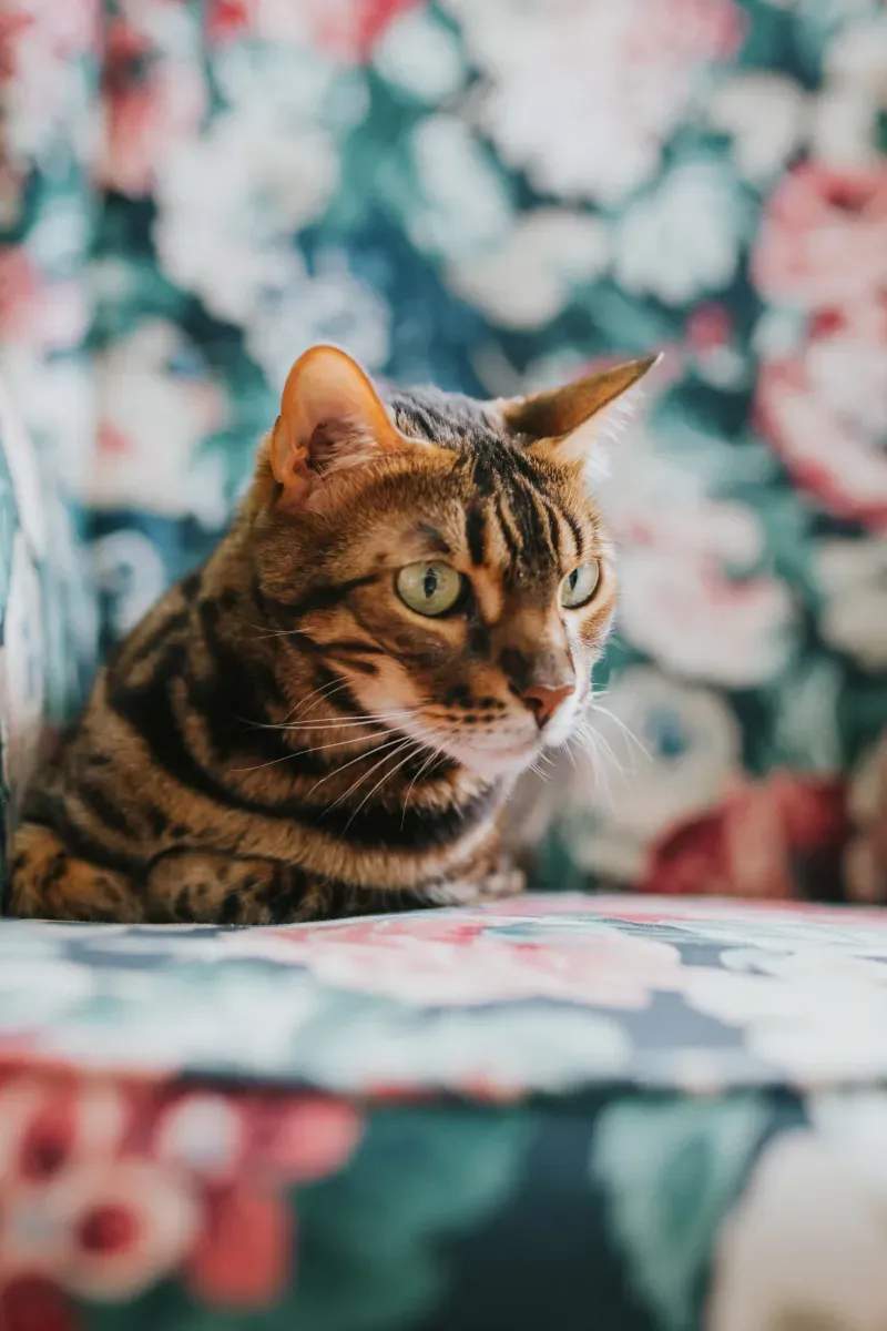 春の模様替えで見直す、猫が落ち着くお部屋づくり
