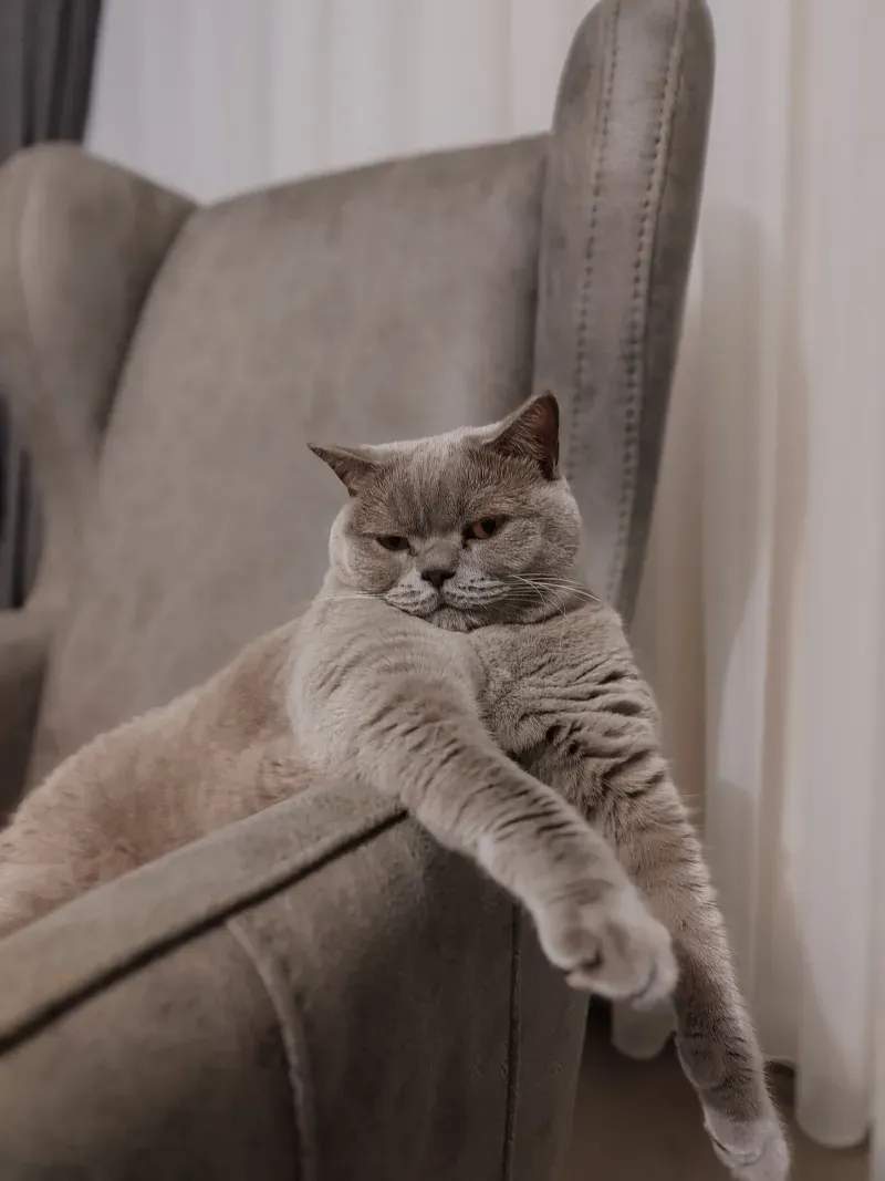初めてでも選びやすい、猫のおもちゃ選びのポイント