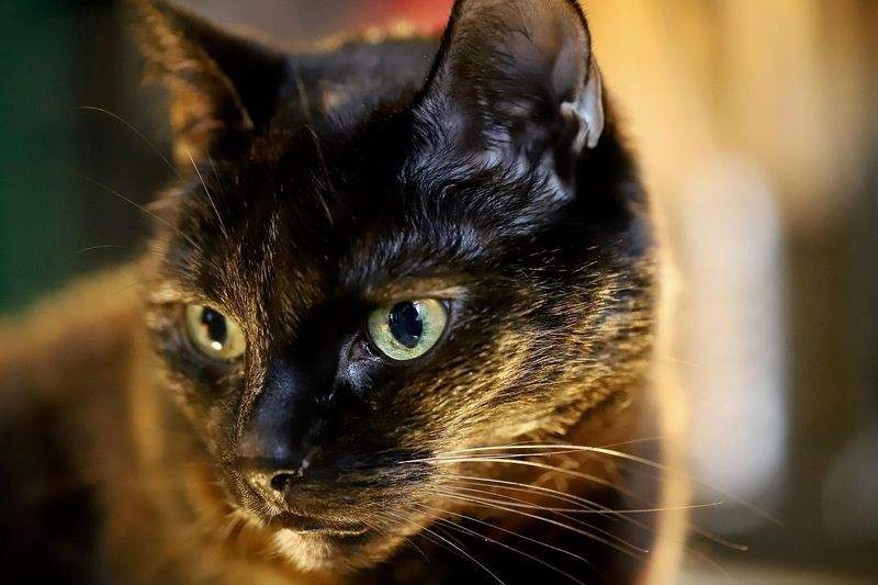 ねこ暮らしラボ株式会社 1