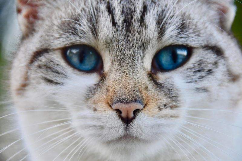 ねこ暮らしラボ株式会社 10
