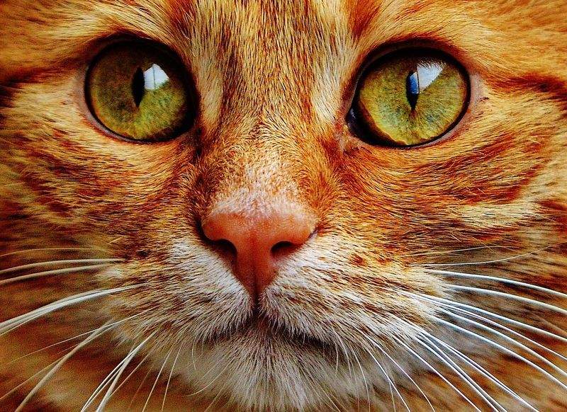 ねこ暮らしラボ株式会社 12