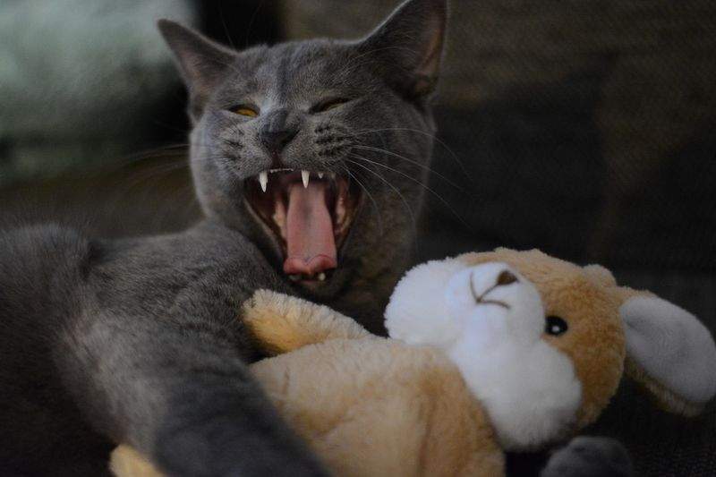 ねこ暮らしラボ株式会社 13