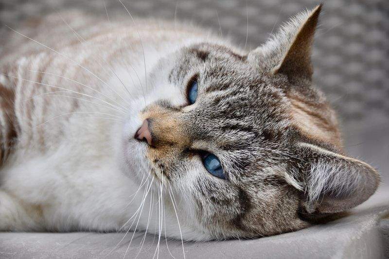 ねこ暮らしラボ株式会社 14