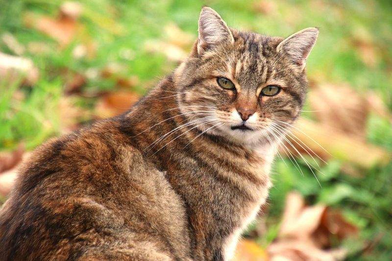 ねこ暮らしラボ株式会社 15