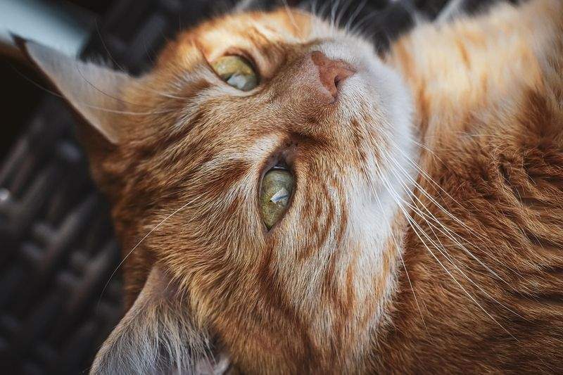 ねこ暮らしラボ株式会社 2