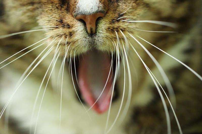 ねこ暮らしラボ株式会社 3