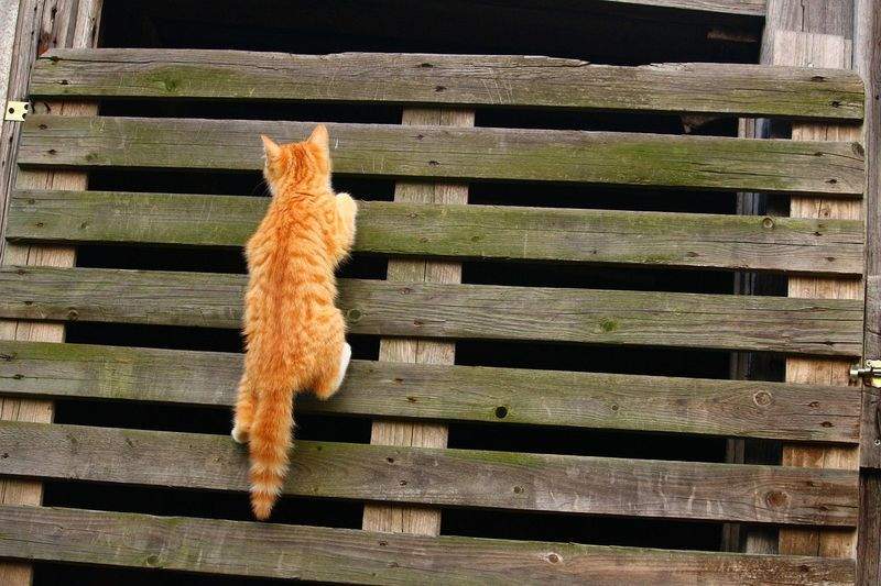 ねこ暮らしラボ株式会社 4