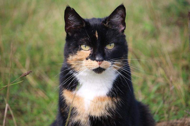 ねこ暮らしラボ株式会社 5