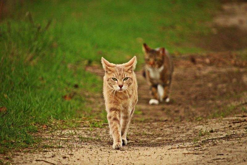 ねこ暮らしラボ株式会社 6