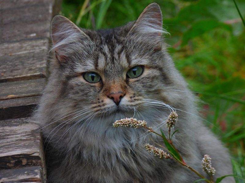 ねこ暮らしラボ株式会社 7