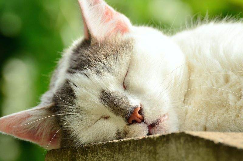 ねこ暮らしラボ株式会社 8