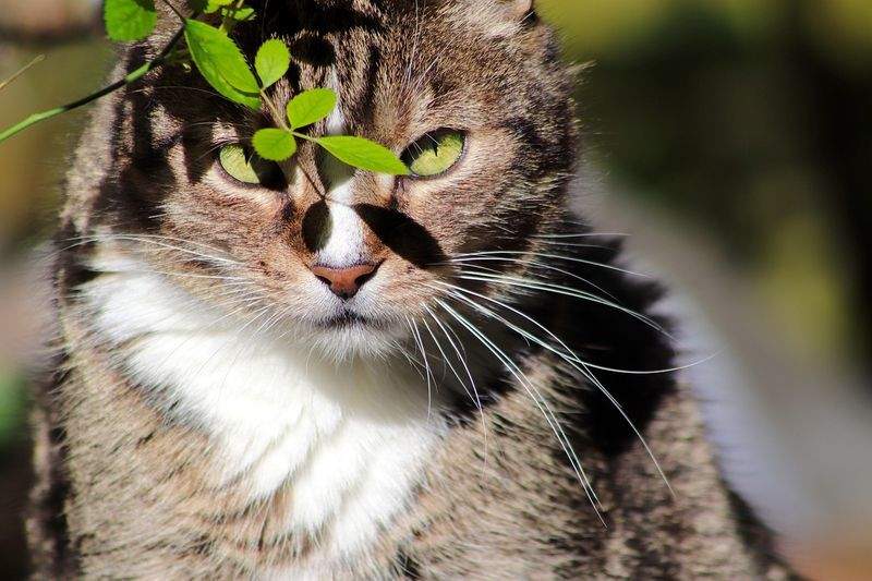 ねこ暮らしラボ株式会社 9