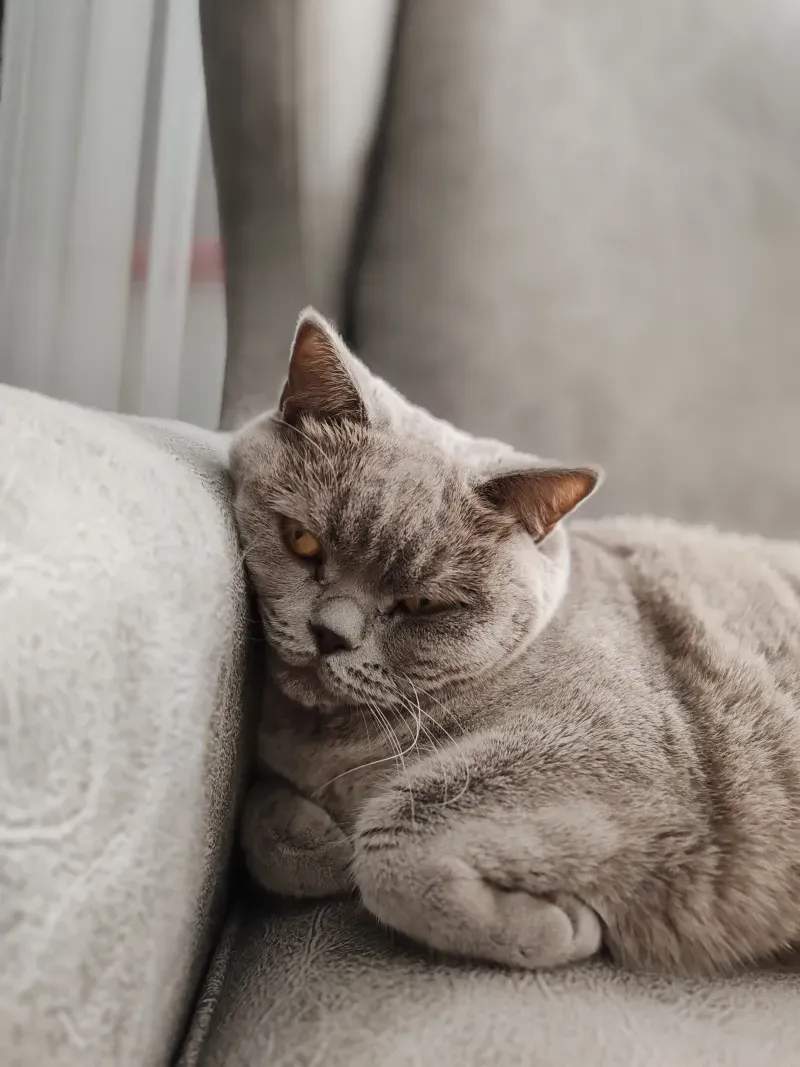 猫専用の健康チェックと生活相談