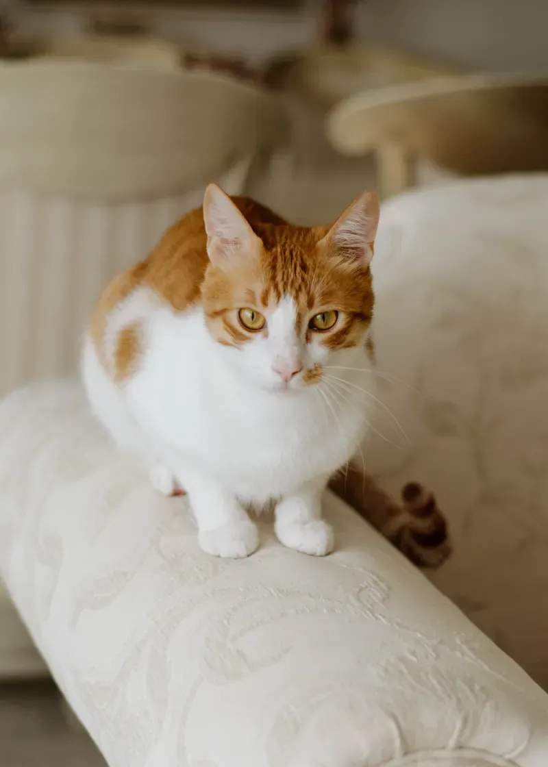 キャットシッター訪問サービス