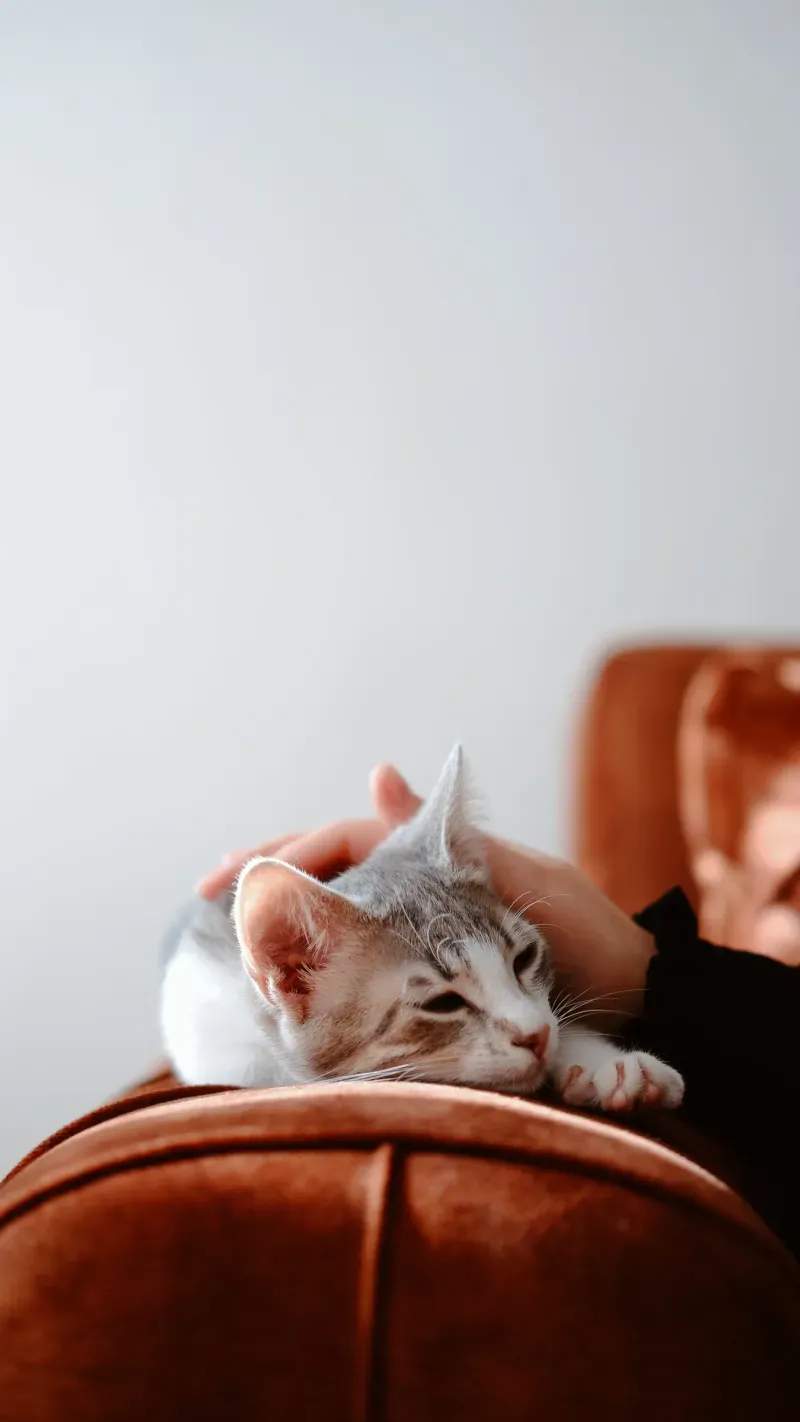 猫向けグッズのセレクト販売